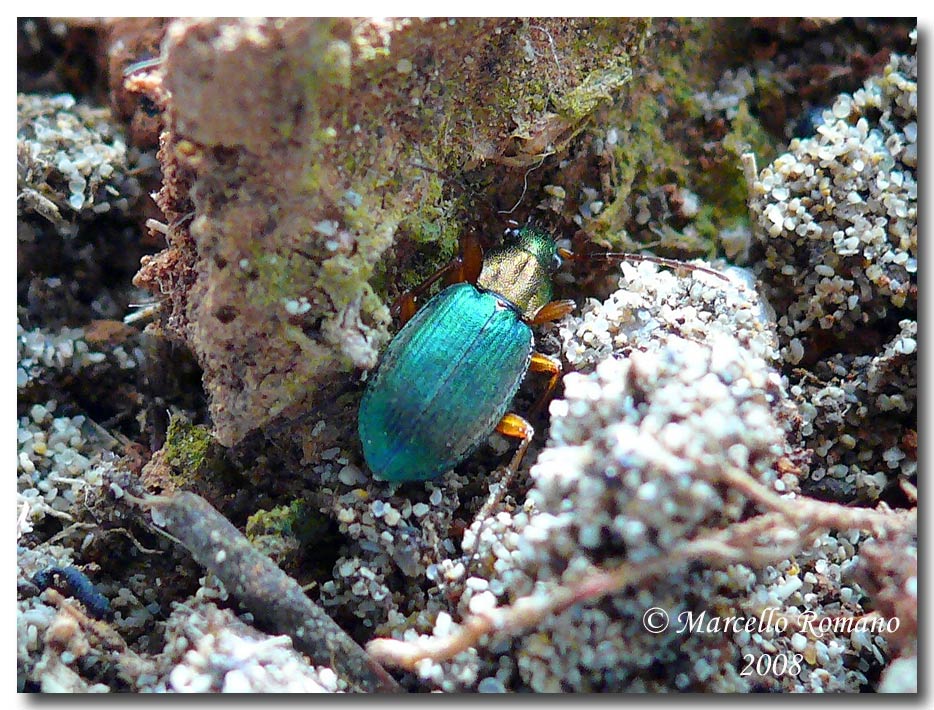 Chlaenius (Trichochlaenius) chrysocephalus (Carabidae)